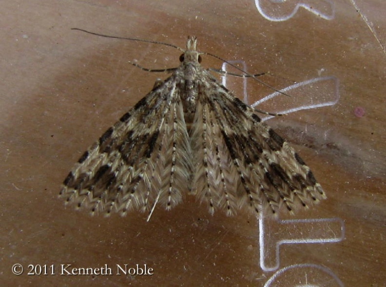 Alucita hexadactyla exIMG_3452 _800_.JPG